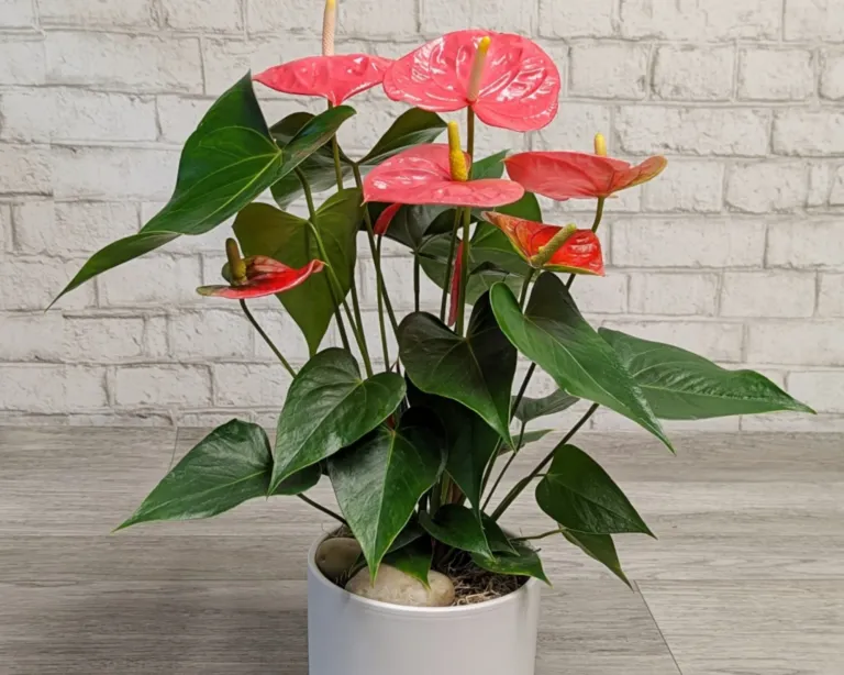 george orwell aspidistra Keep The Aspidistra Flying